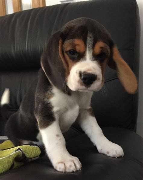 Los Angeles, CA. . Beagle puppies for sale los angeles